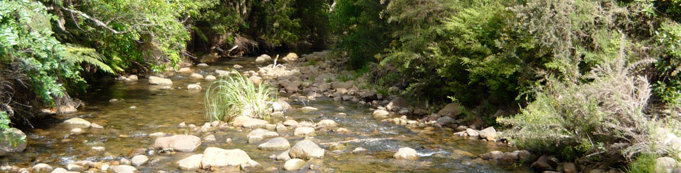 kauaeranga